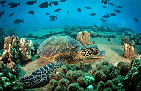 Turtle Town Snorkeling in Maui (+ Best 2025 Tours)