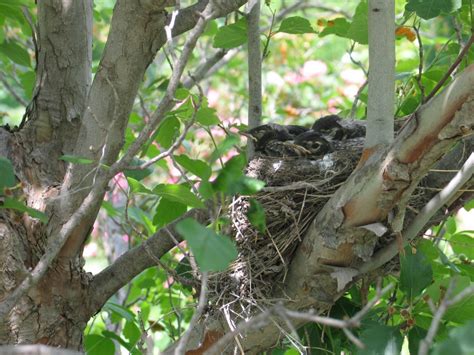 bird sanctuary Archives - Dyck Arboretum