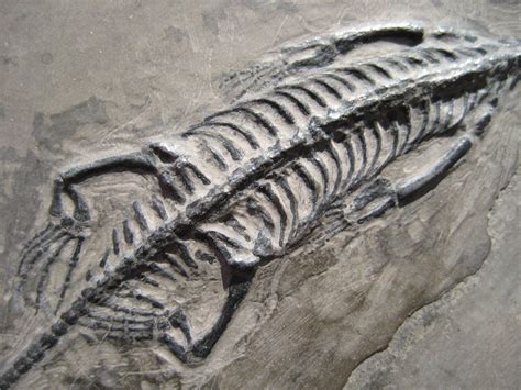 Fossils, Extinct animals, Prehistoric