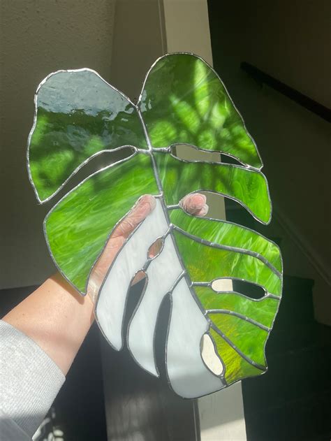 Variegated Monstera Stained Glass Monstera Deliciosa White Etsy