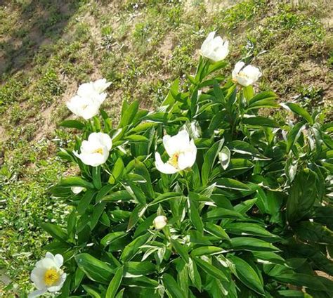 白芍花（传说中的白芍花与它的花语） 花语大全 花木指南