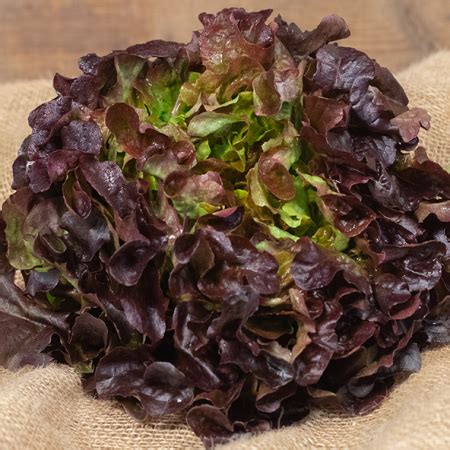 Salade Feuille de Chêne ou Batavia BIO vos légumes bio locaux à