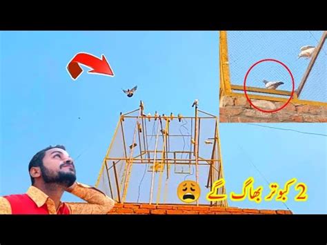 Aj Kaboter Baagh Gay YouTube