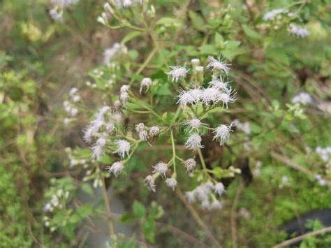 Flower of the Chromolaena Odorata Plant Stock Image - Image of leaf ...