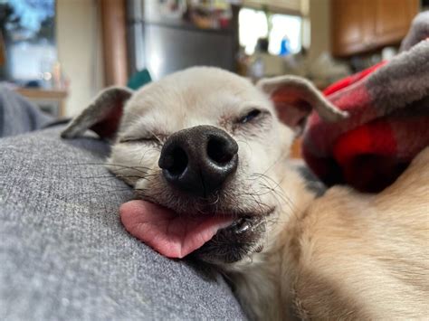 Couple Promised To Make 17 Year Old Blind Dogs Last Days Special What