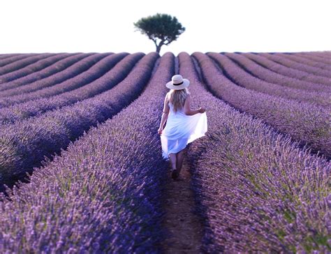 Visit Provence Lavender Fields Lavender Fields South Of France