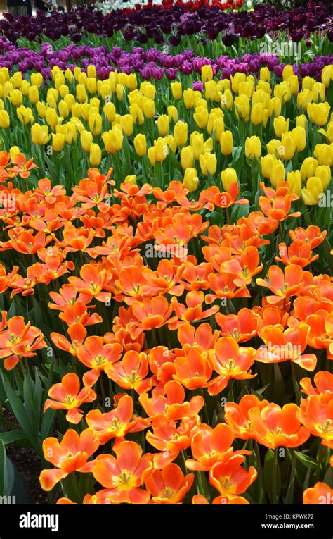 Beautiful of tulips Stock Photo - Alamy