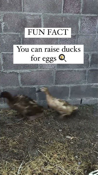 🥚you Can Raise Ducks For Eggs 🥚how To Raise Ducks On Your Homstead