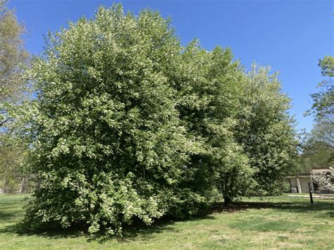 Tree of the Week: Redbud – Forest ReLeaf of Missouri