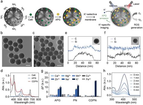 A Real‐Time Cell Death Self‐Reporting Theranostic Agent for Dynamic ... 