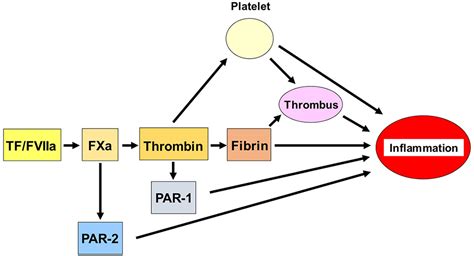 Roles Of Coagulation Proteases And Pars Protease Activated Receptors