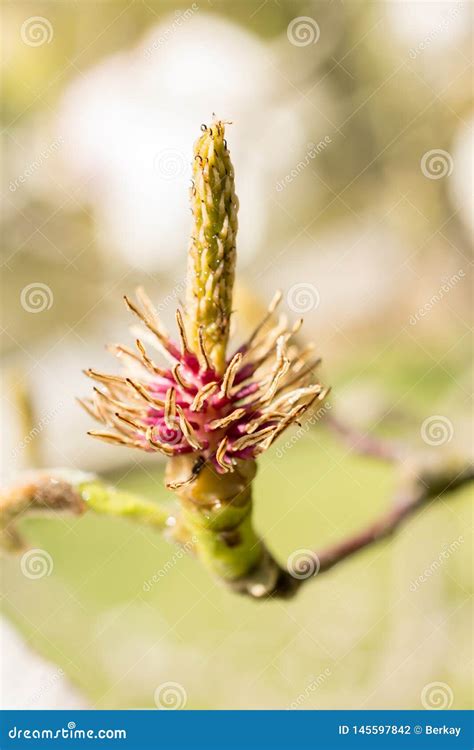 Flores Hermosas Del Flor De La Floraci N Del Rbol En Primavera Foto De