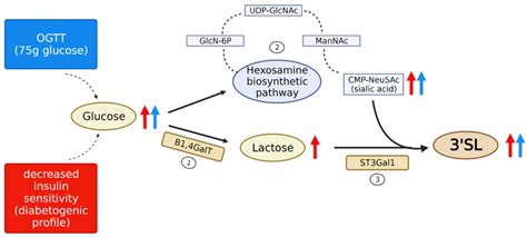 Proposed model of HMO regulation by glucose availability. According to ...