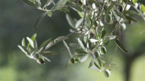 Il Nostro Dop Val Di Mazara Ufficialmente Sostenibile Bonolio S R L