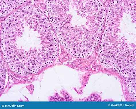 Histology Of Testis Human Tissue Stock Photo Image Of Microscopy