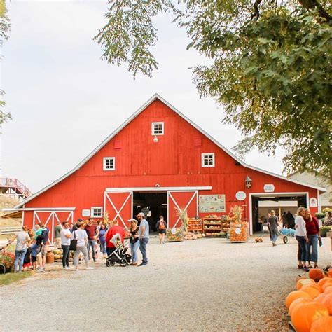 The Fall Pumpkin Harvest At Dulls Tree Farm In Thorntown In