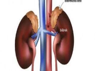 Şifalı Bitkilerim Böbrek Üstü Bezi Yetmezliği Belirtileri