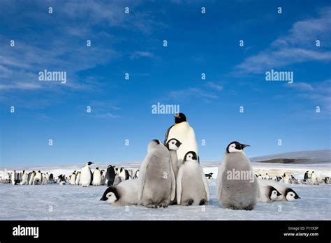 Emperor Penguin Aptenodytes Forsteri Adults And Chicks Ice Snow Hill Island Antarctica Stock