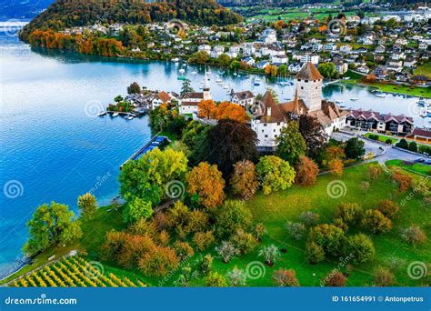 Vineyards with Spiez Castle in Spiez in the Bernese Oberland of ...