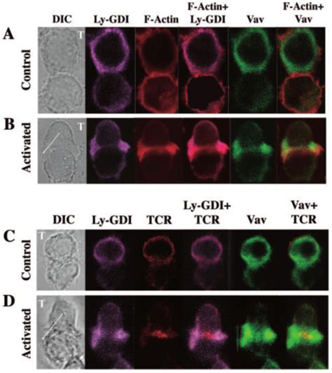 Relocalization Of Vav1 And Ly Gdi In Activated T Cells Occurs In