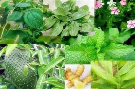 10 Jenis Tanaman Toga Obat Herbal Alami Yang Perlu Kamu Ketahui