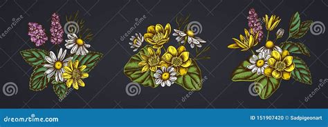 Peppermint Flower Drawing By Colored Pencils Royalty Free Cartoon