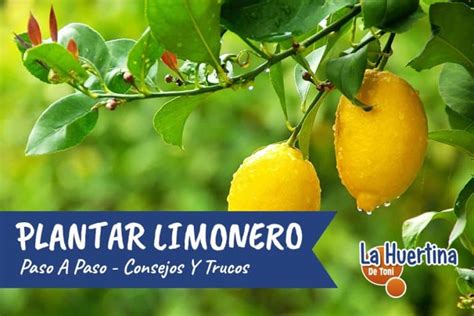 Como Y Cuando Plantar Un Limonero En El Huerto O Jard N La Huertina