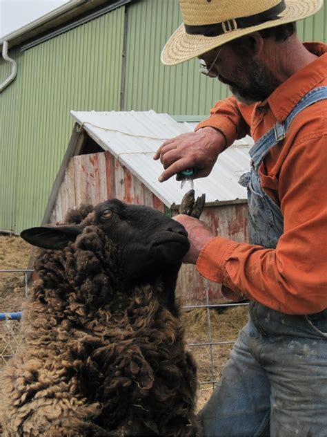 Sheep and Goat Hoof Care Workshop - Watershed Agricultural Council