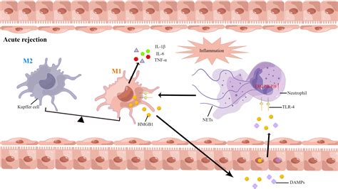 Frontiers Neutrophil Extracellular Traps And Complications Of Liver