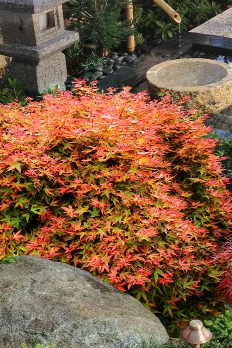 Buy Otaha Dwarf Pink Dwarf Japanese Maple Free Shipping Wilson Bros