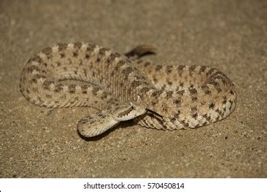 Sidewinder Snake California Desert Stock Photo 570450814 | Shutterstock