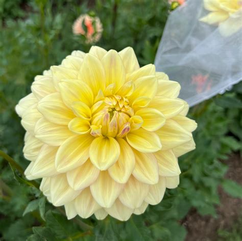 Wyns New Pastel Bumbleebee Dahlias