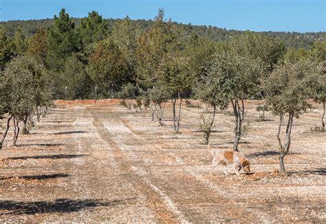 Guerrillerosglobales Los Secretos Del Cultivo De La Trufa Negra En