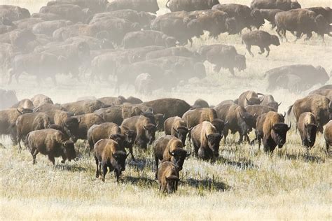 American Bison Herd by Craig K. Lorenz