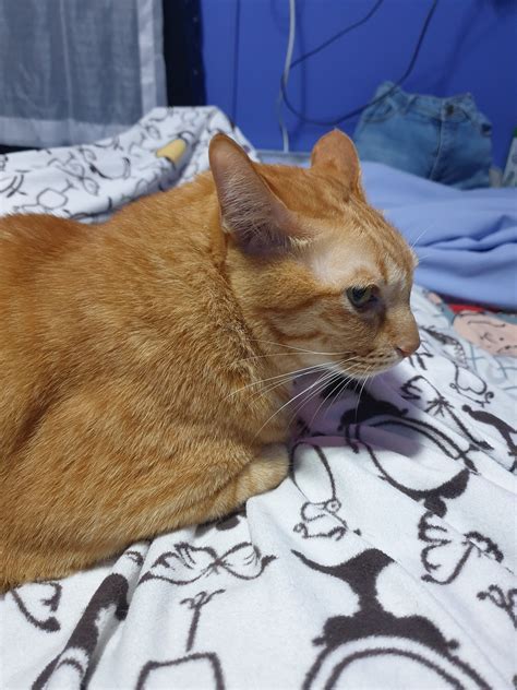 Cats & Us - ฝันดีนะทุกคน #มีทอง #แมวส้ม #ครอบครัวมี...