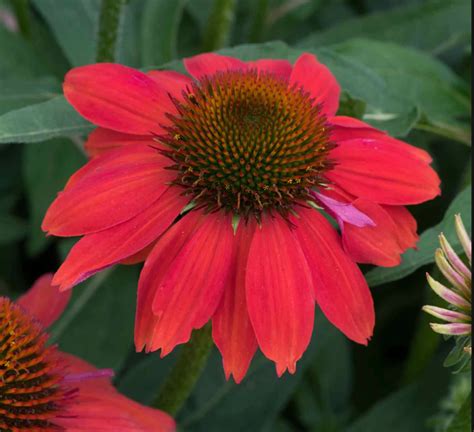 Echinacea Coneflower Glen Echo Nurseries