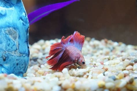 Swim Bladder Disease In Betta Fish Symptoms And Treatment