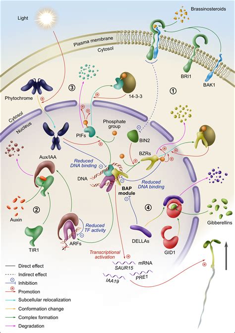 Molecular Pathways Regulating Elongation Of Aerial Plant Organs A