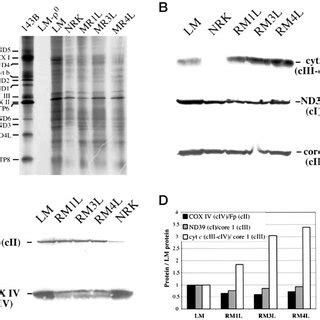 Rna Gel Blot Analysis Of Aox Gene Expression In Wild Type And Cmsii