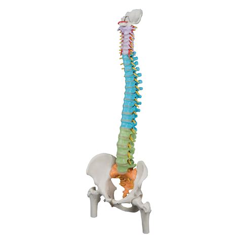 Columna Did Ctica Flexible Con Cabezas De F Mur B Smart Anatomy