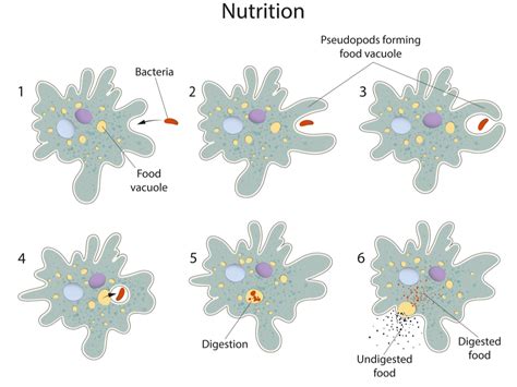 Digestion In Amoeba Lesson Science Cbse Class