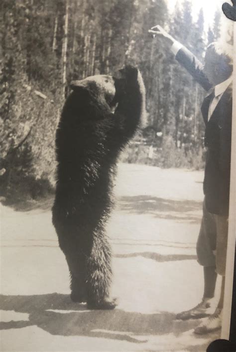 My great grandfather casually feeding bears in Yellowstone in 1924