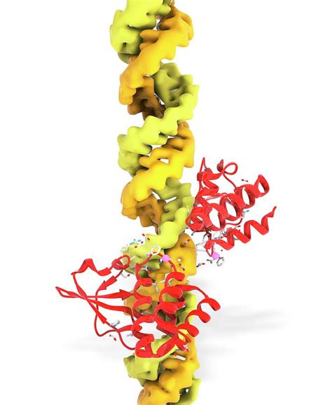 Ebola Viral Protein And Rna Photograph By Ramon Andrade Dciencia