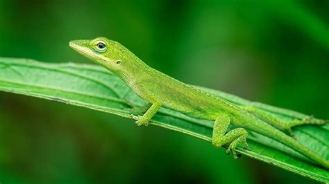 Anole Lizard - A-Z Animals