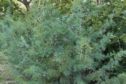 Великолепный сад – Крымский питомник