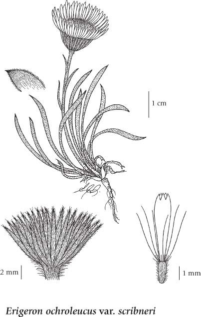 E Flora Bc Electronic Atlas Of The Flora Of Bc