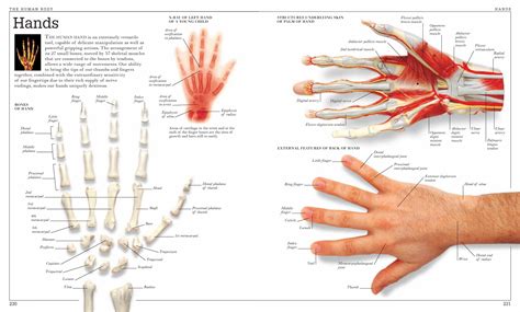 Anatomical Hand Diagram