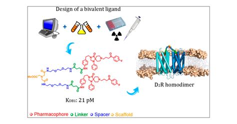 Design Of A True Bivalent Ligand With Picomolar Binding Affinity For A