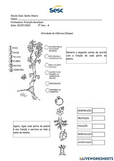 Atividade De Ciências 01 07 2021 RevisÃo Sobre Partes Das Plantas Worksheet Live Worksheets