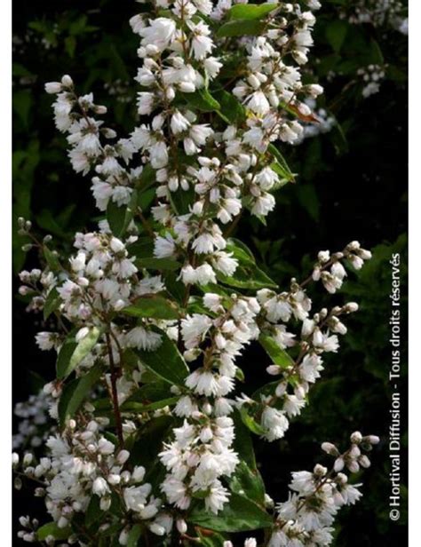 Deutzia Scabra Pride Of Rochester Deutzia Conditionnement Taille En